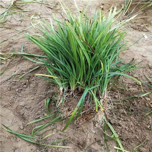 菏泽麦冬草