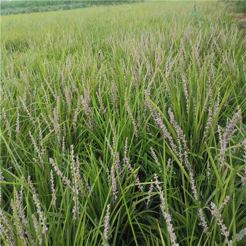 菏泽麦冬草草坪批发