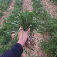 山东麦冬草基地