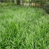 菏泽麦冬草批发