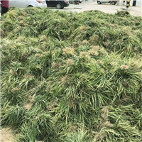 曹县麦冬草基地