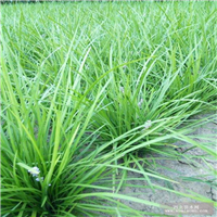 曹县麦冬草草坪批发