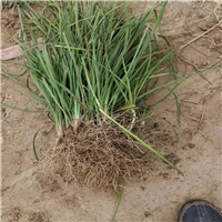 山东麦冬草种植基地