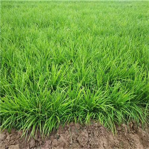 曹县麦冬草种植基地