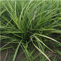 菏泽麦冬草草坪价格