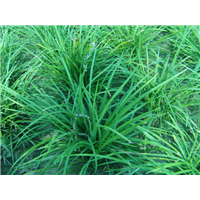 山东麦冬草草坪价格