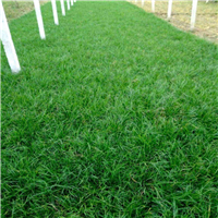 曹县麦冬草草坪基地
