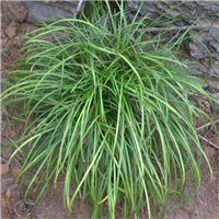山东麦冬草草坪价格