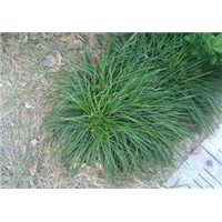 菏泽麦冬草基地供应