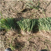 菏泽麦冬草基地