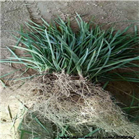 曹县麦冬草草坪价格