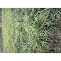 安才楼镇麦冬草种植基地