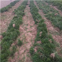 山东麦冬草供应