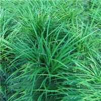 曹县麦冬草基地供应