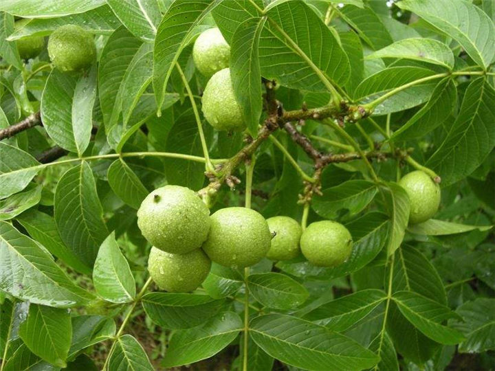 清香核桃挂果