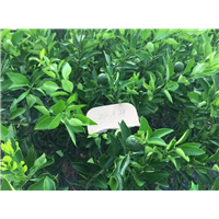 丑柑苗