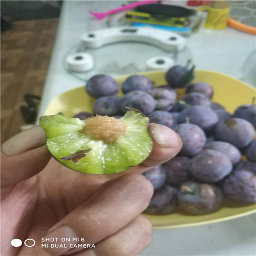 新品种李子苗四川一点红李子苗,凤凰李