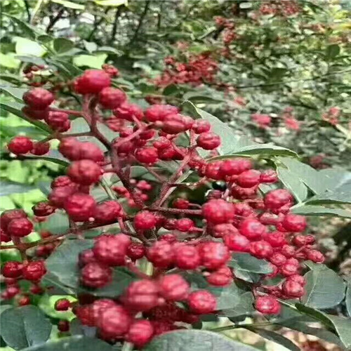 汉源嫁接无刺汉源贡椒花椒