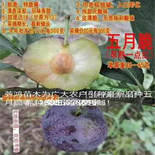 四川雅安五月脆李子苗(又名早熟一点红.又叫凤凰李)