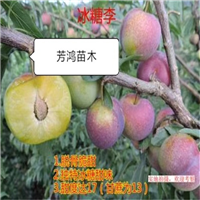 四川雅安冰糖李树苗、 
