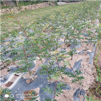 四川汉源花椒苗贡椒花椒地苗