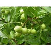 清香核桃挂果