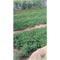 青花椒苗