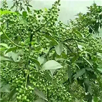 雅安汉源九叶青椒苗