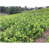 大雅一号苗