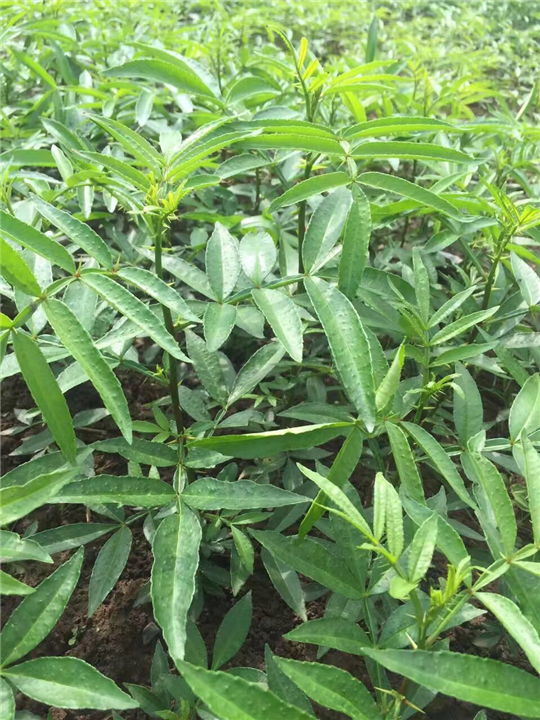 藤椒种苗