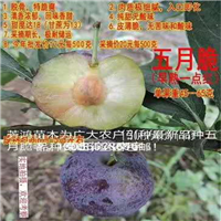 四川雅安五月脆李子苗(又名早熟一点红.又叫凤凰李)