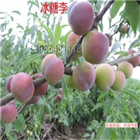 四川冰糖李种苗批发 