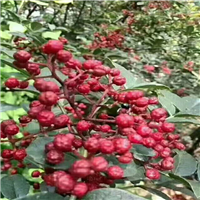 汉源嫁接无刺汉源贡椒花椒