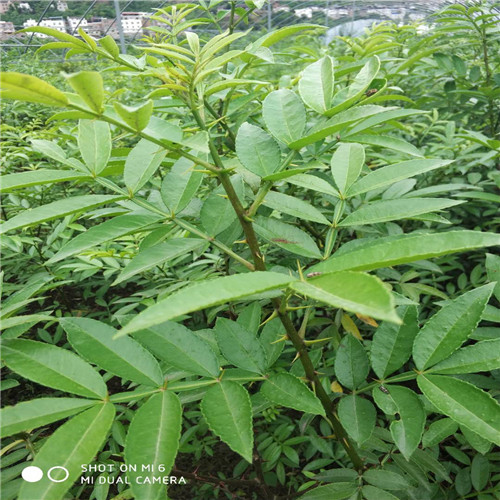 四川汉源九叶青椒苗