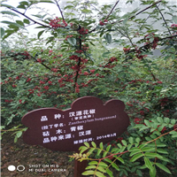 四川汉源花椒苗