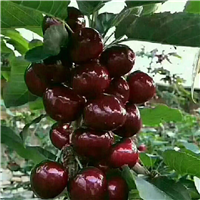 黑樱桃(汉源黑珍珠)