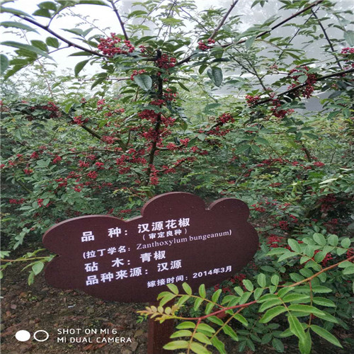 四川汉源花椒苗
