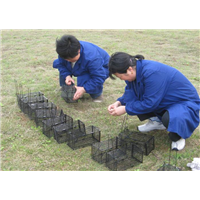 成都灭鼠公司@成都专业灭鼠公司 