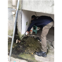 成都灭鼠公司学校灭鼠