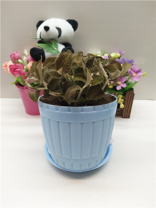 金线莲干品50g—4008979166 