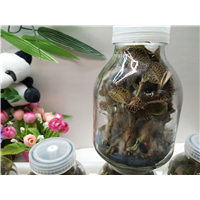 金线莲种苗-种植 