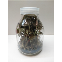 金线莲瓶苗-种植苗 