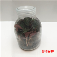 金线莲苗-台湾品种 