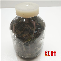 金线莲种苗-红叶 