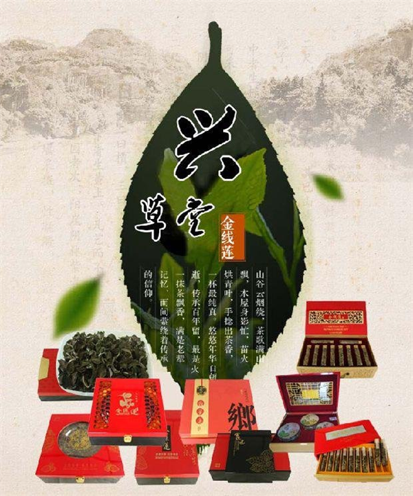 金线莲种苗-15880212965 