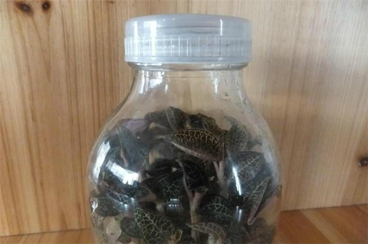 野生金线莲-15880212965 