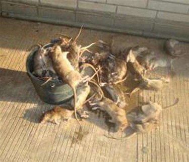 ms001菏泽灭老鼠什么价格 