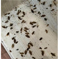 zl菏泽专业灭蟑螂公司＆ 