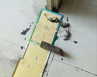 徐州灭鼠
