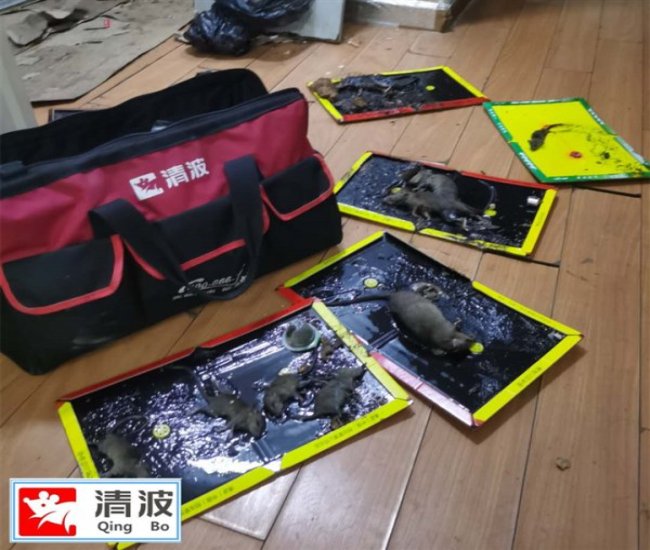 徐州灭鼠 